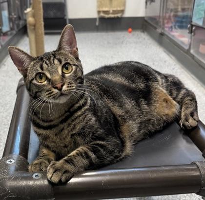 Enlarge Cattuccino (FIV+), a Adoptable mixed breed in Tinley Park, IL image 2/6