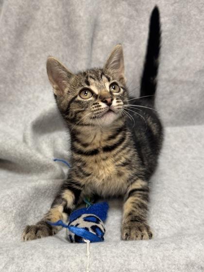 Cattuccino (FIV+), Adoptable, Kitten Female Domestic Short Hair.