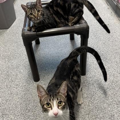 Enlarge Cattuccino (FIV+), a Adoptable mixed breed in Tinley Park, IL image 4/6