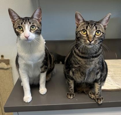 Enlarge Cattuccino (FIV+), a Adoptable mixed breed in Tinley Park, IL image 5/6