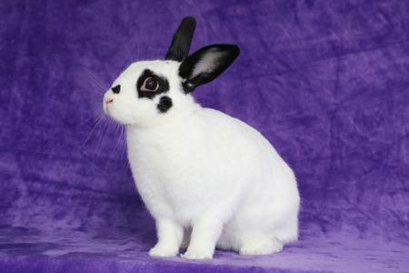 Enlarge Viola, a Adoptable English Spot in Scotts Valley, CA image 2/3