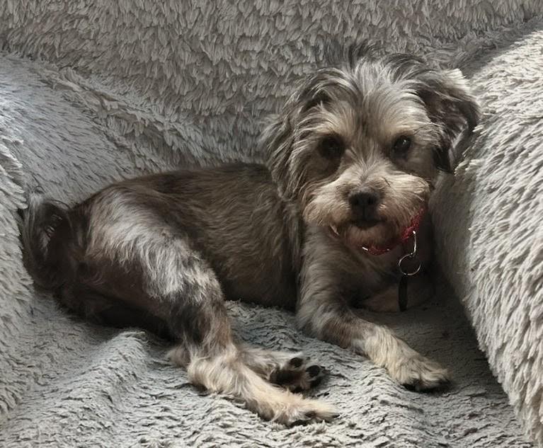 Enlarge Miss Zoey, a Adoptable mixed breed in Los Angeles, CA image 2/4