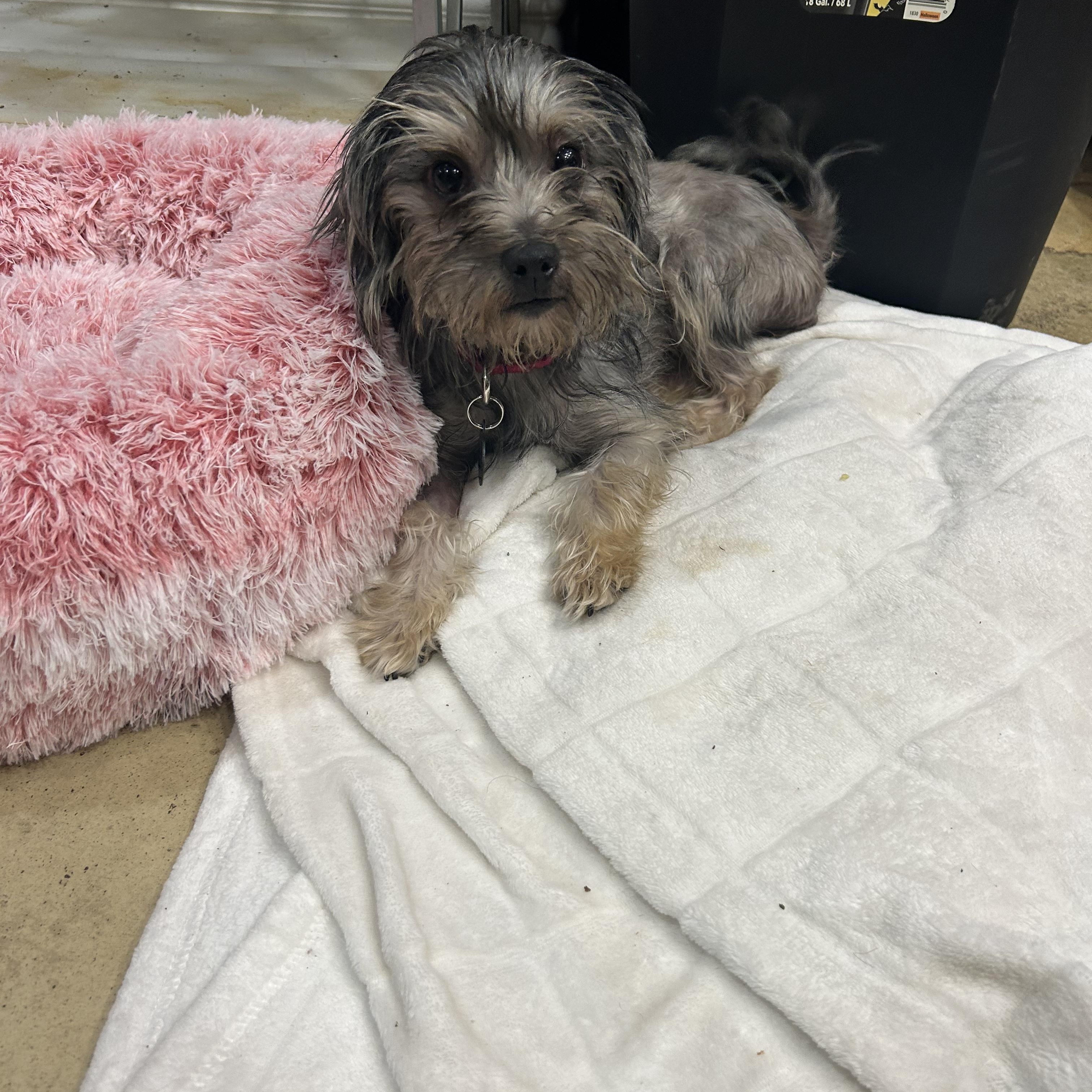 Enlarge Miss Zoey, a Adoptable mixed breed in Los Angeles, CA image 3/4