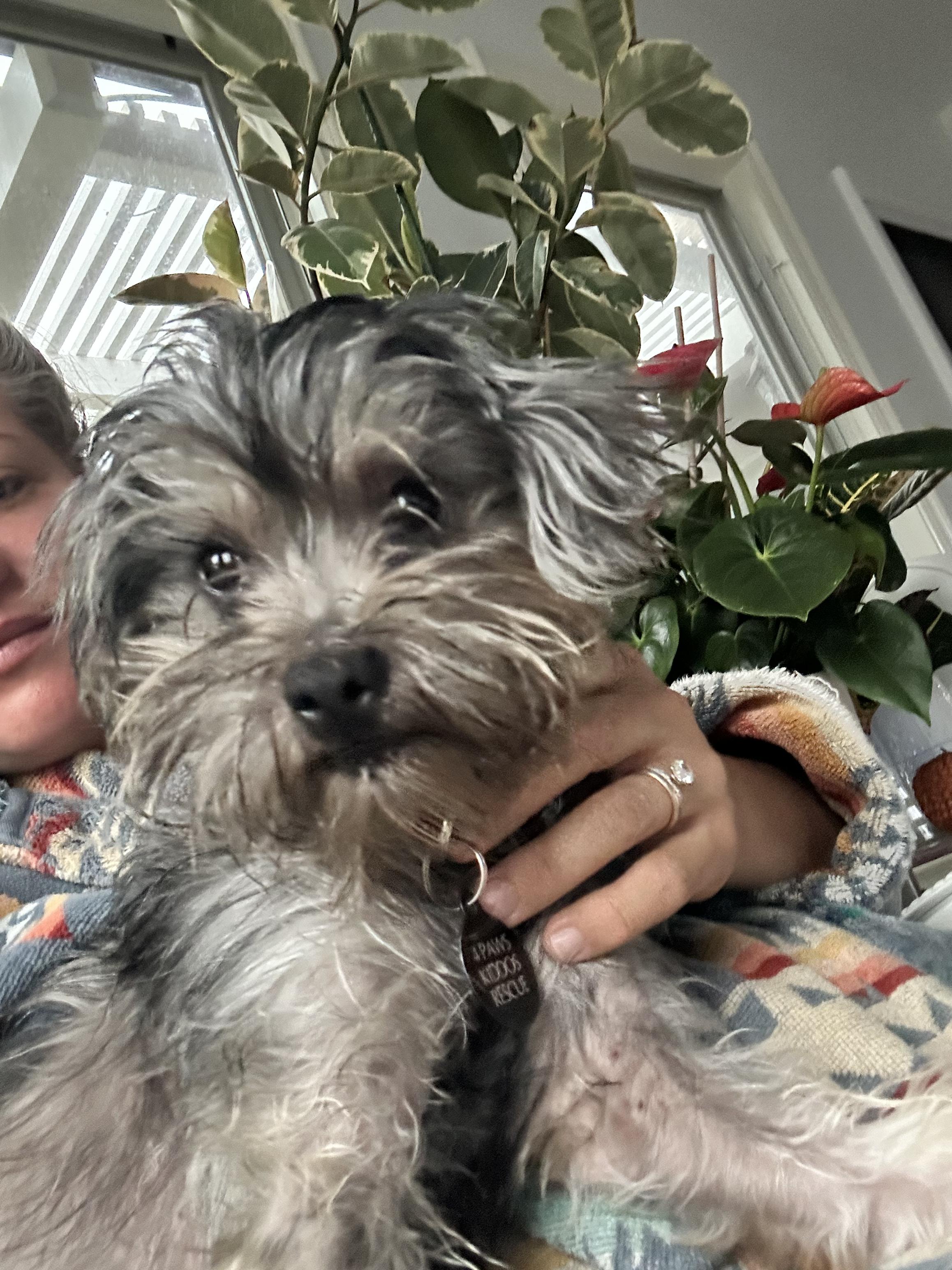 Enlarge Miss Zoey, a Adoptable mixed breed in Los Angeles, CA image 1/4