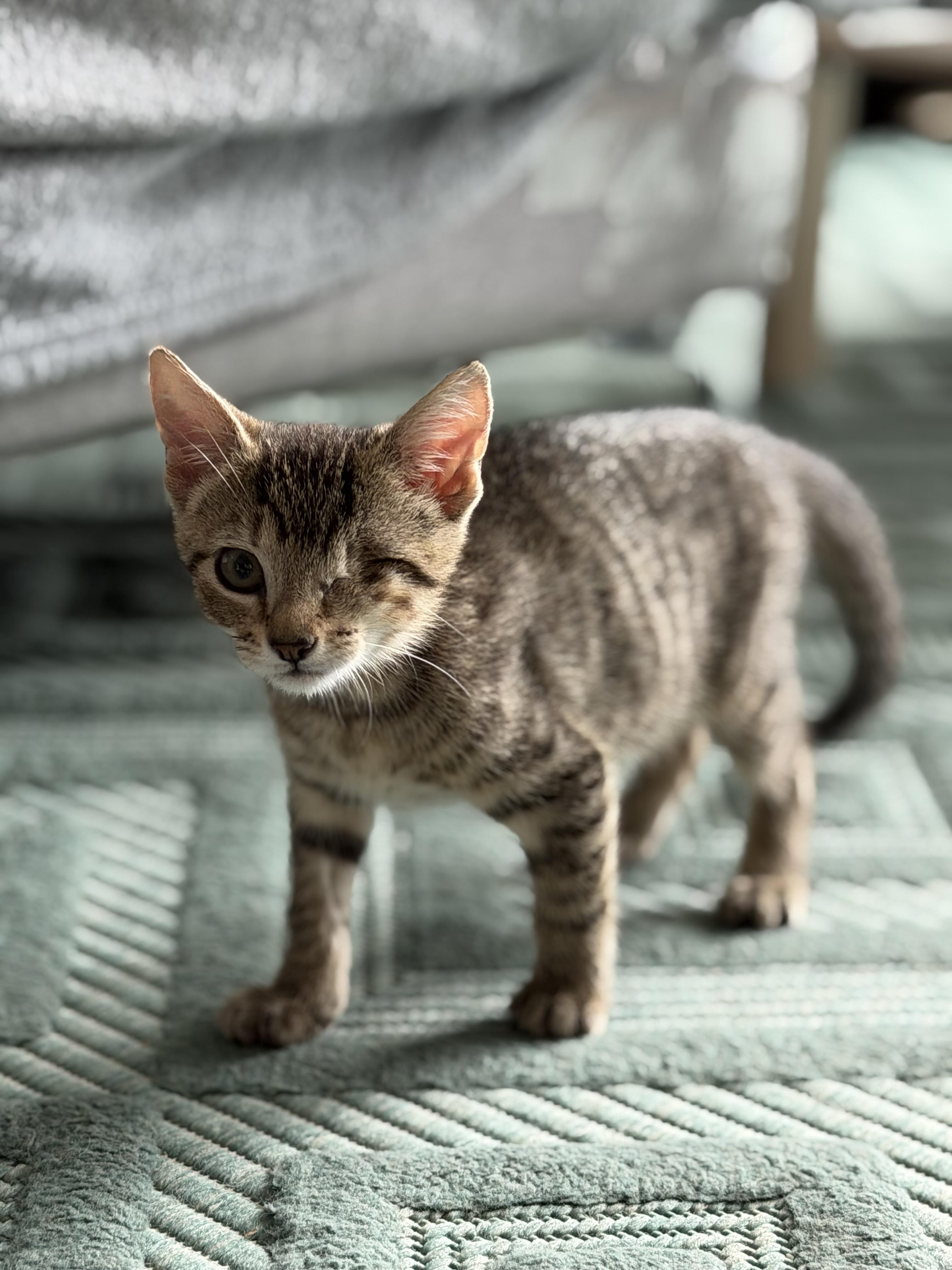 Chai, a ADOPTABLE Domestic Short Hair in Washington, DC image 1/6