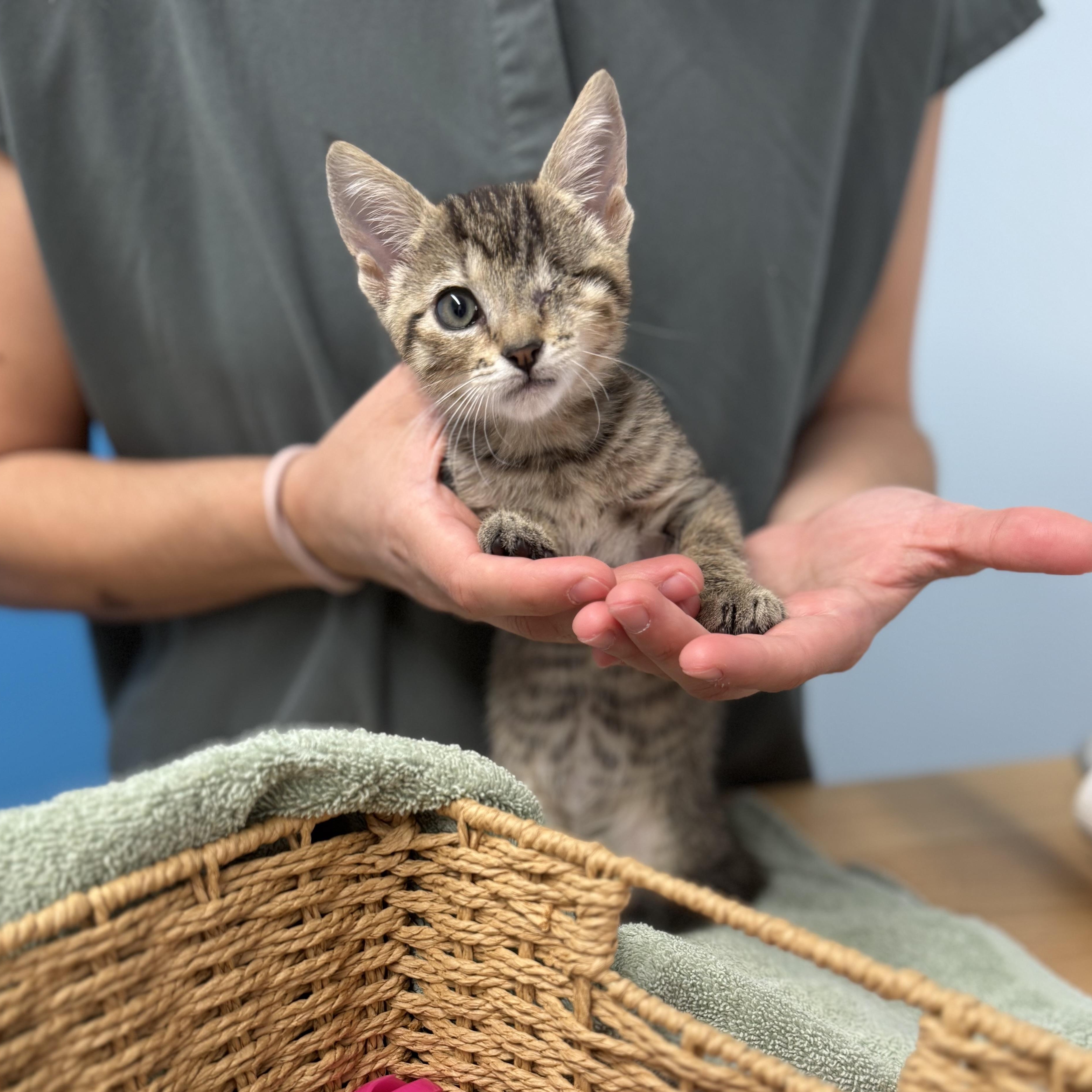 Chai, a ADOPTABLE Domestic Short Hair in Washington, DC image 4/6