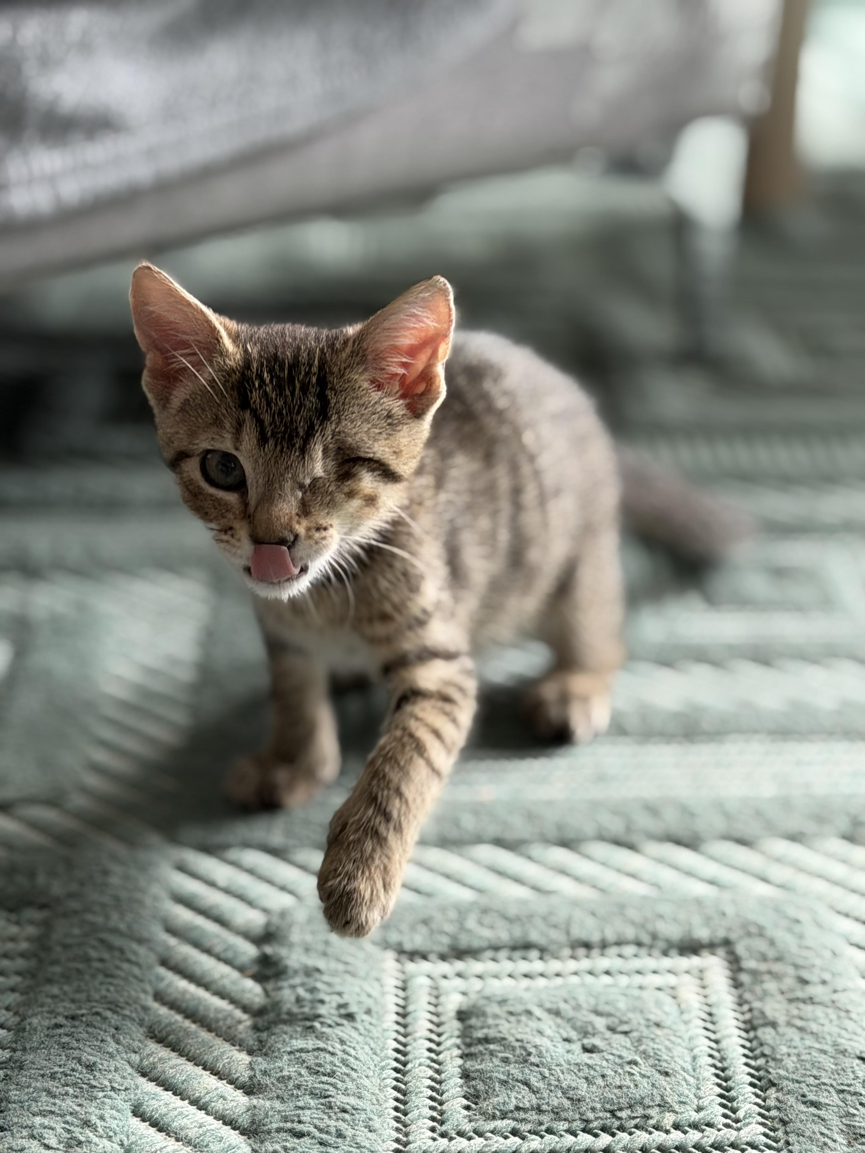 Chai, a ADOPTABLE Domestic Short Hair in Washington, DC image 3/6
