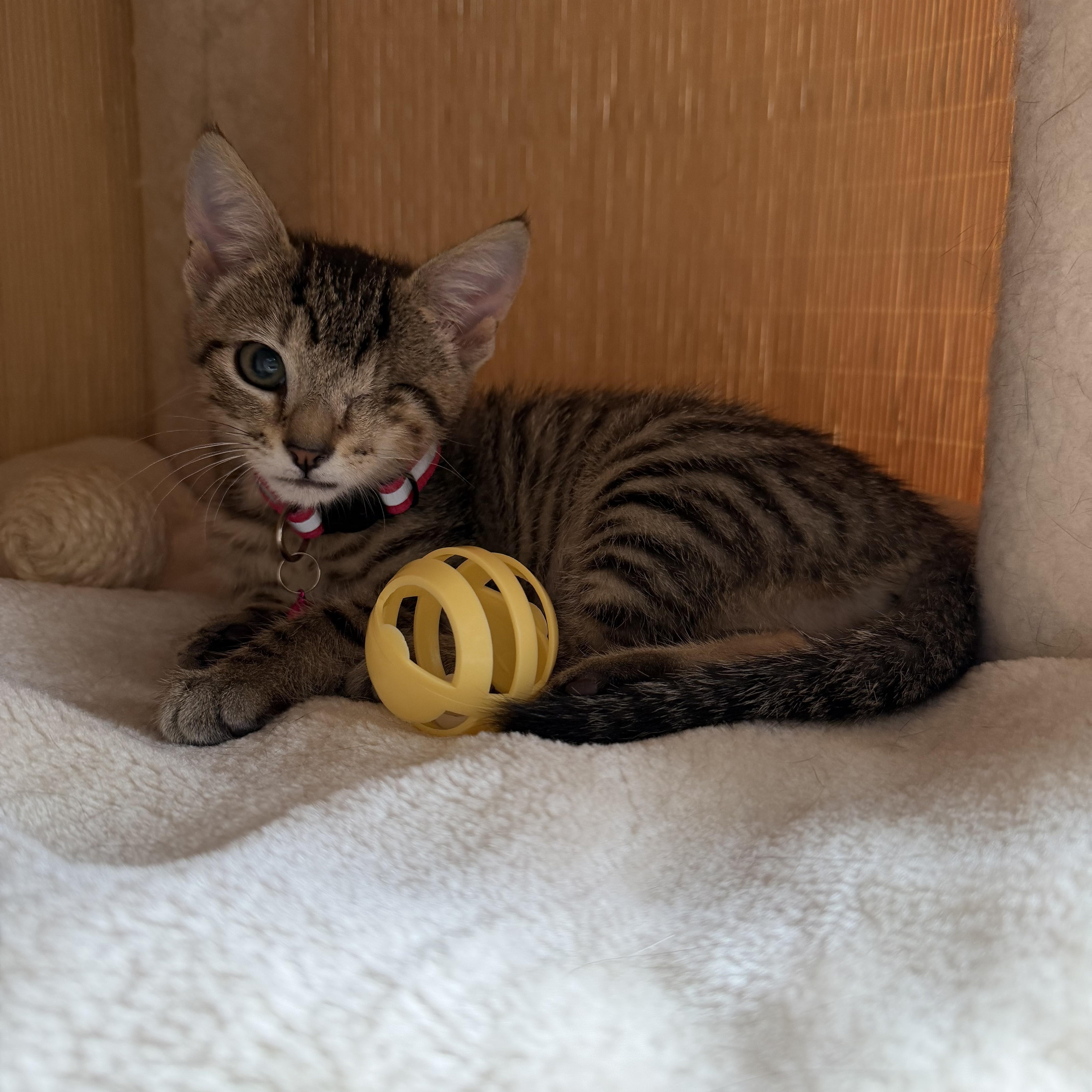 Chai, a ADOPTABLE Domestic Short Hair in Washington, DC image 2/6