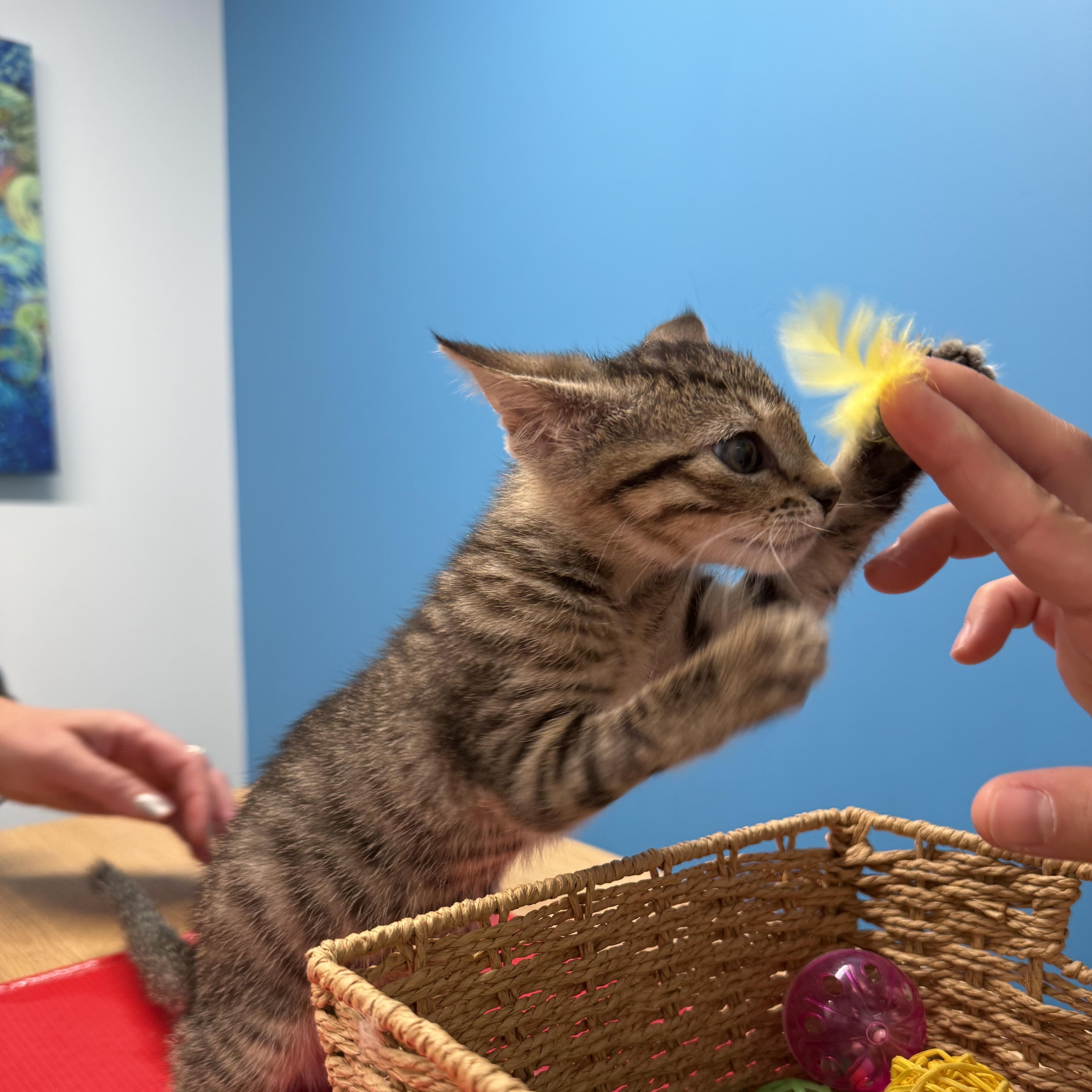 Chai, a ADOPTABLE Domestic Short Hair in Washington, DC image 6/6