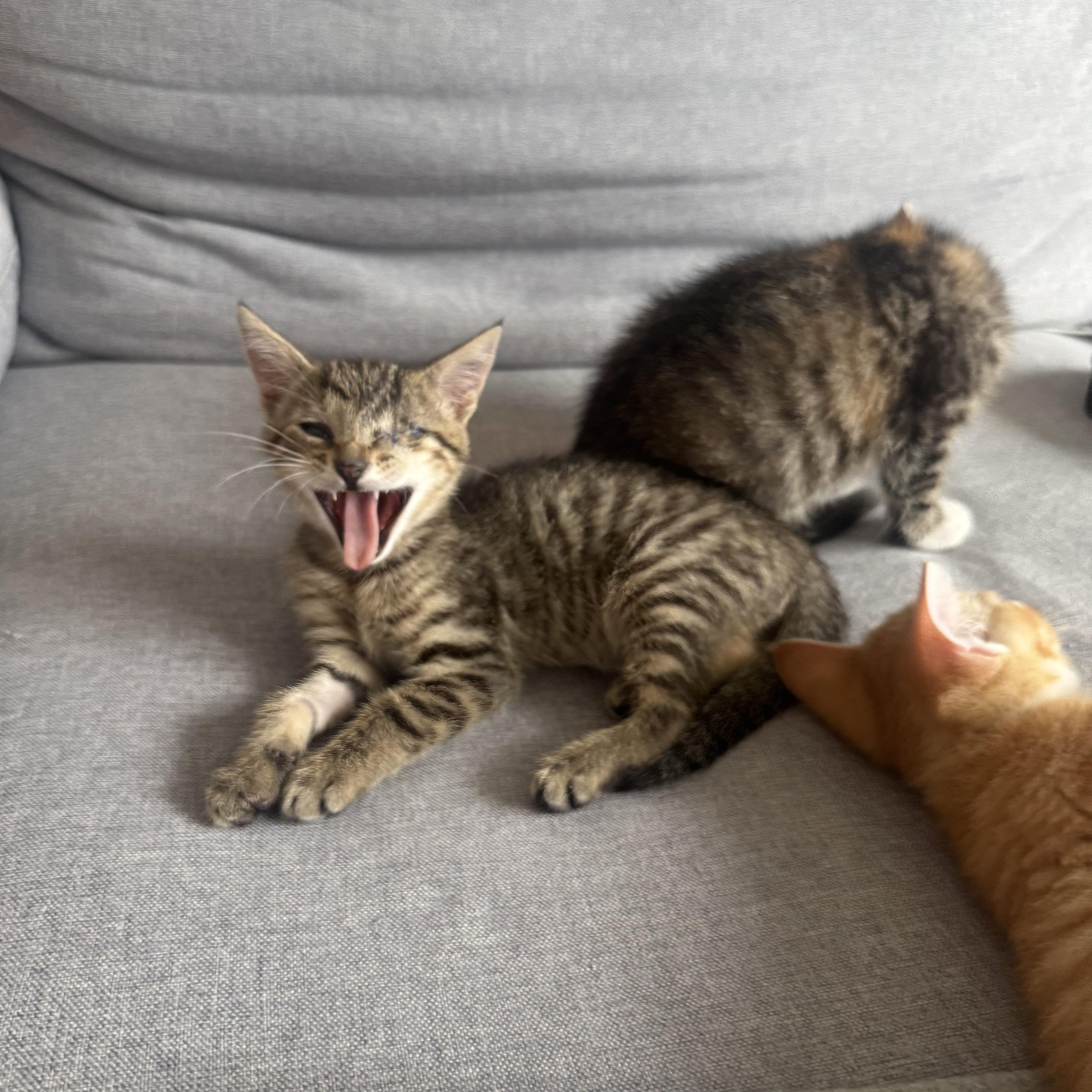 Chai, a ADOPTABLE Domestic Short Hair in Washington, DC image 5/6