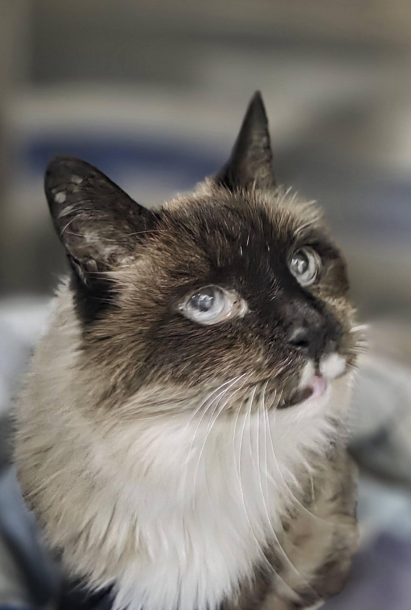 Enlarge Bailey, a ADOPTABLE mixed breed in Medford, OR image 3/4