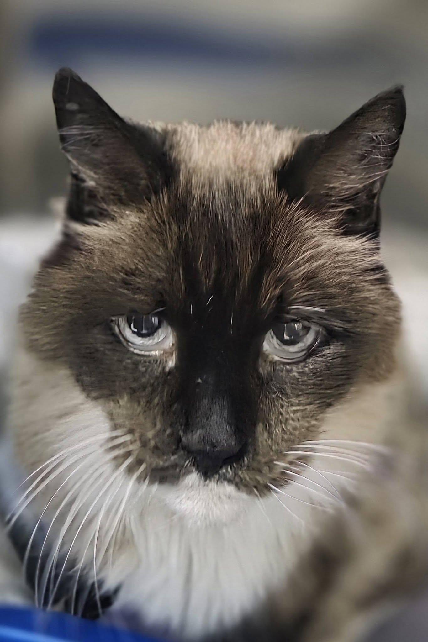 Enlarge Bailey, a ADOPTABLE mixed breed in Medford, OR image 1/4