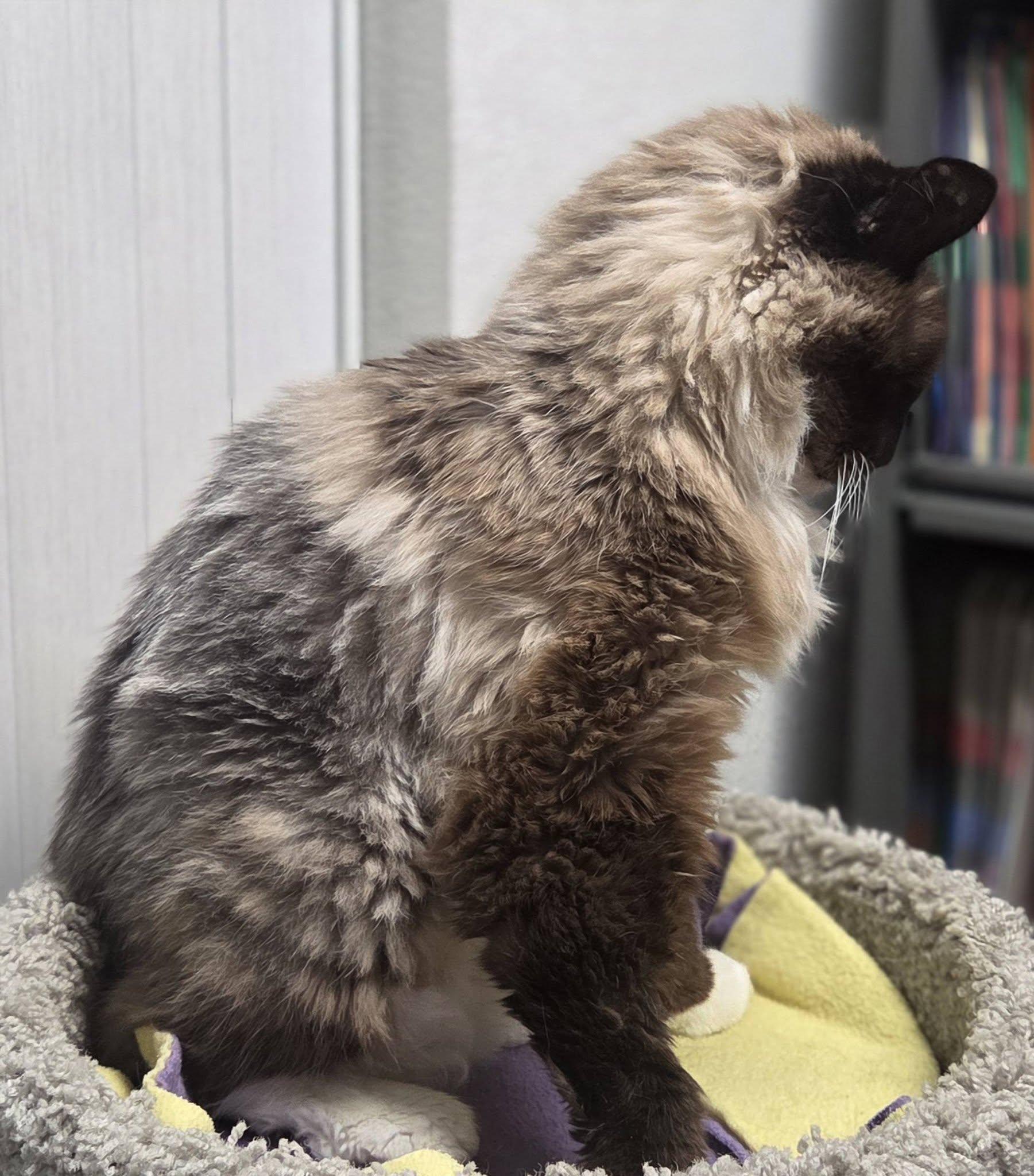 Enlarge Bailey, a ADOPTABLE mixed breed in Medford, OR image 2/4