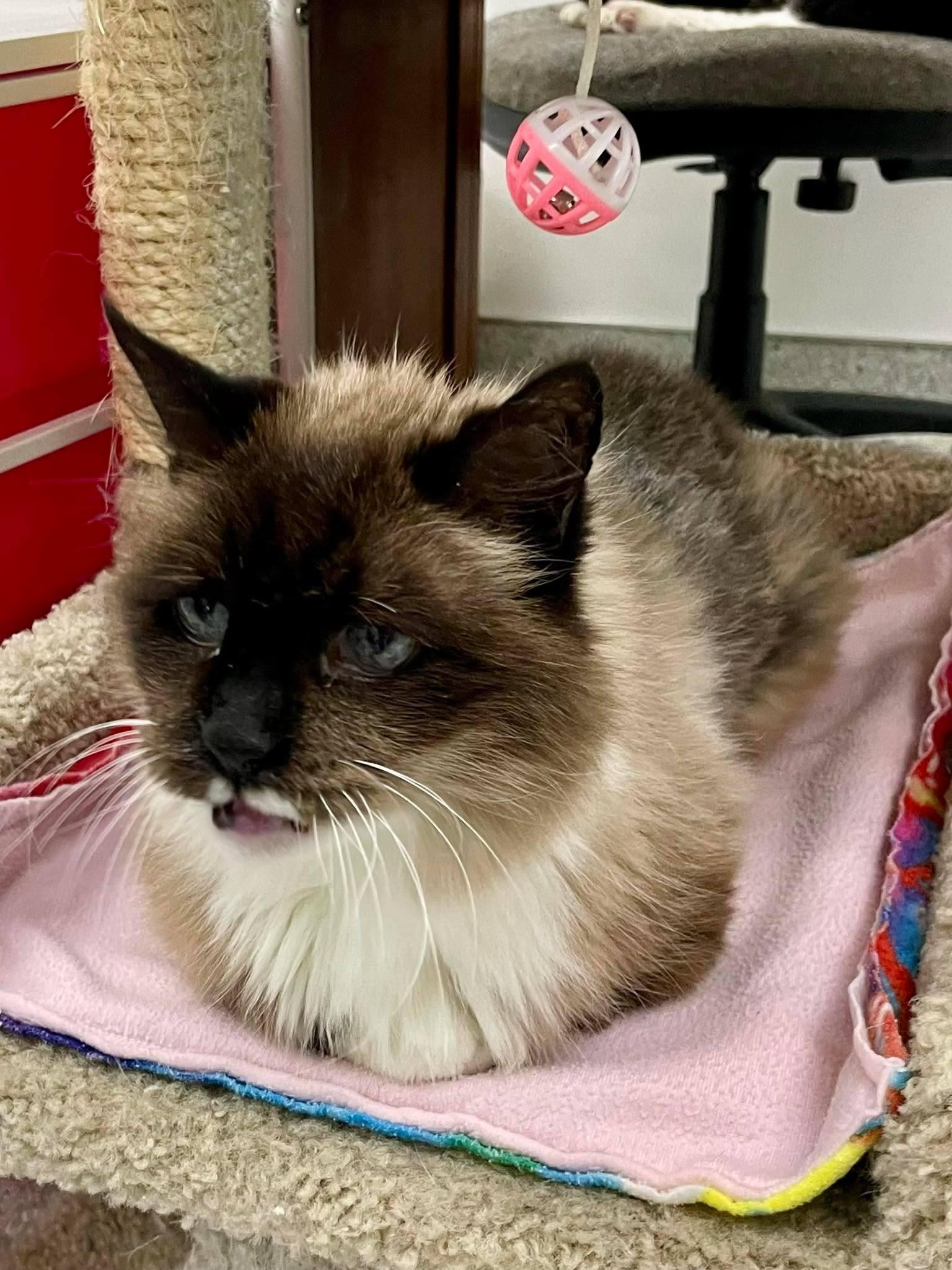 Enlarge Bailey, a ADOPTABLE mixed breed in Medford, OR image 4/4