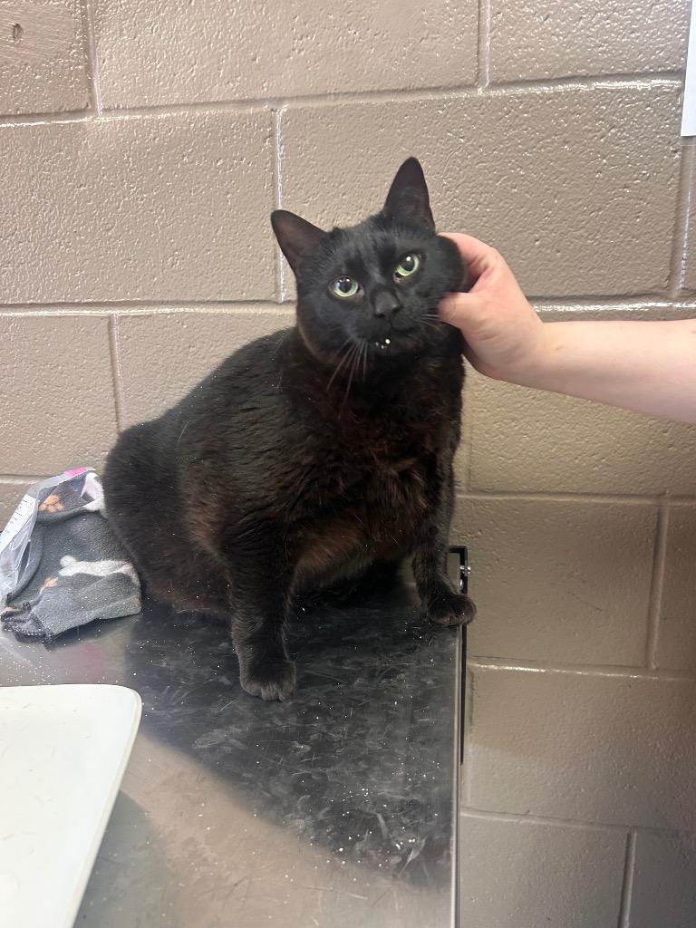 Duracell, Adoptable, Adult Female Domestic Short Hair.