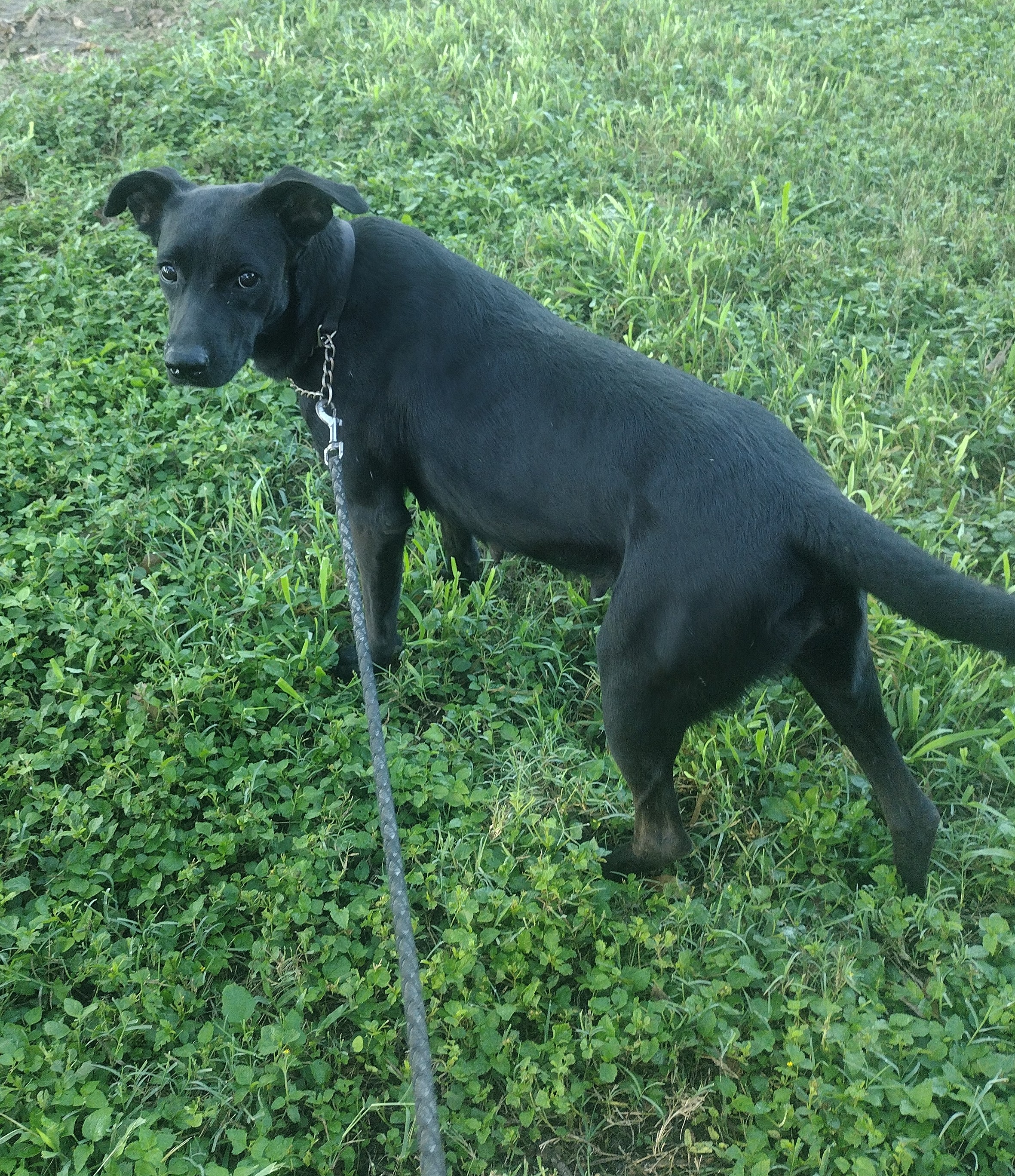 Enlarge Raven, a Adoptable mixed breed in Donna, TX image 2/2