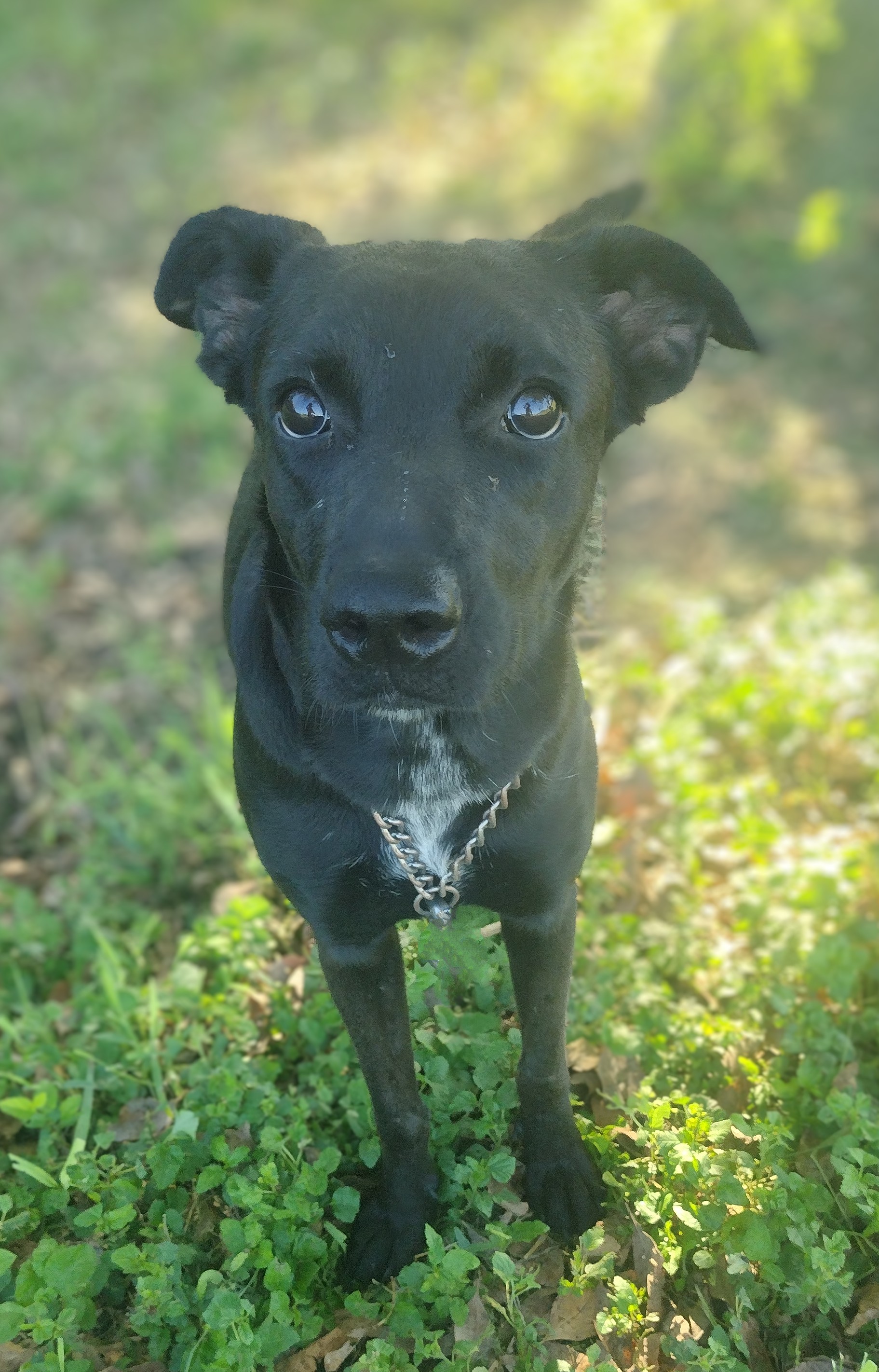 Enlarge Raven, a Adoptable mixed breed in Donna, TX image 1/2