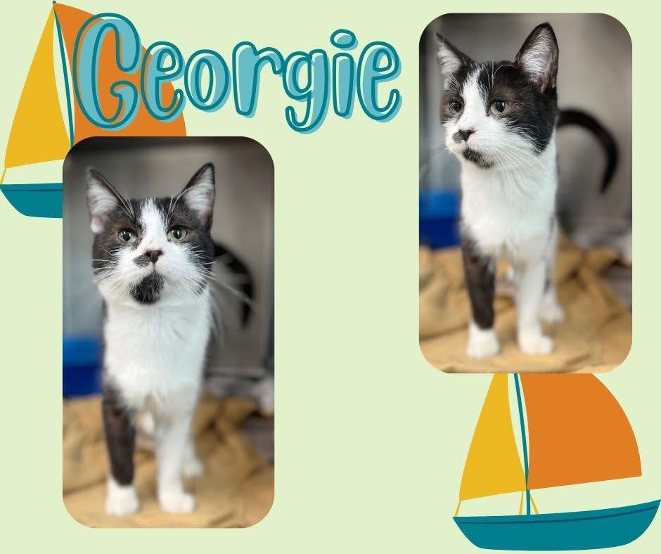Georgie CCAS, ADOPTABLE, Kitten Male Domestic Short Hair.