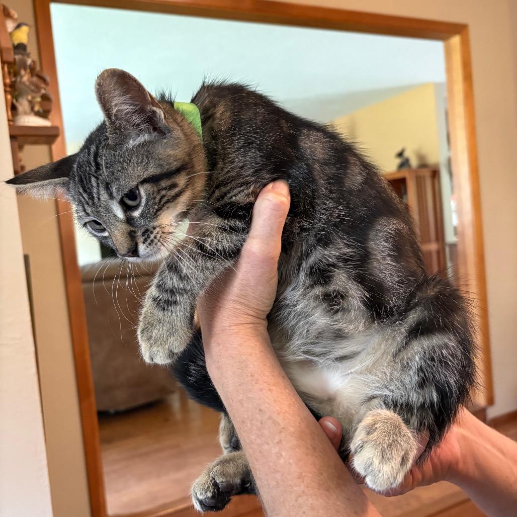Enlarge Prince, a Adoptable Domestic Short Hair in Ashland, OR image 1/2