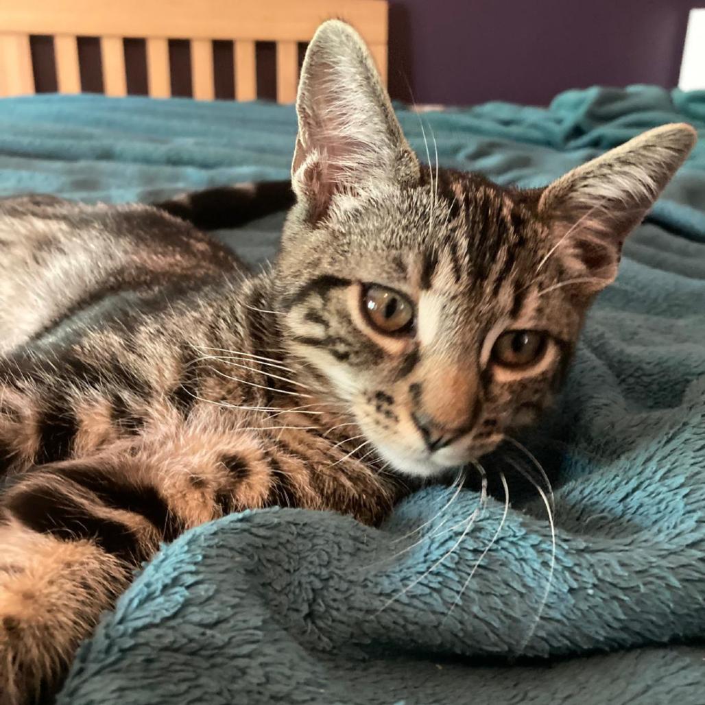 Enlarge Prince, a Adoptable Domestic Short Hair in Ashland, OR image 2/2