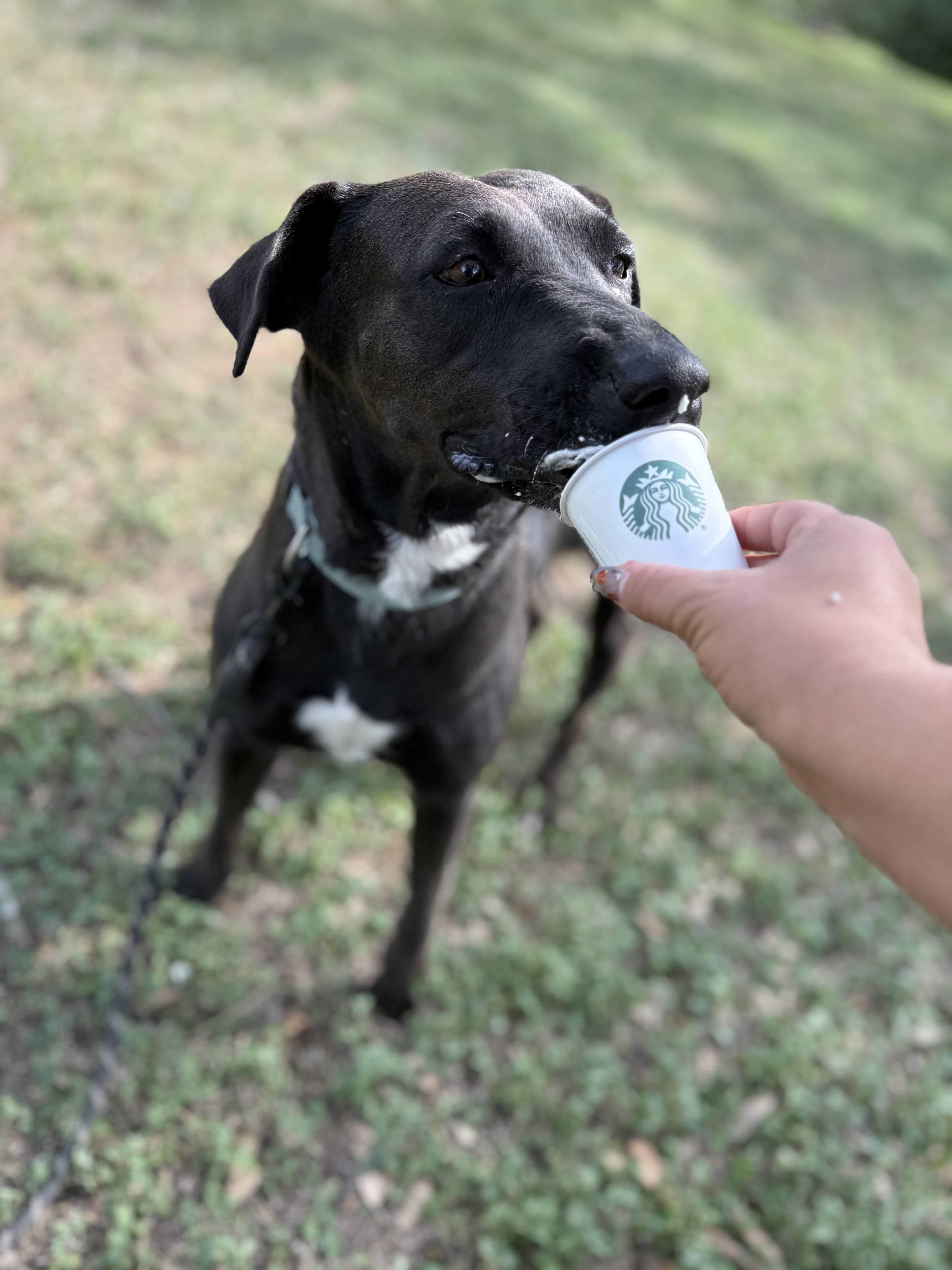 Kaylee, Adoptable, Adult Female Retriever & Blue Lacy.