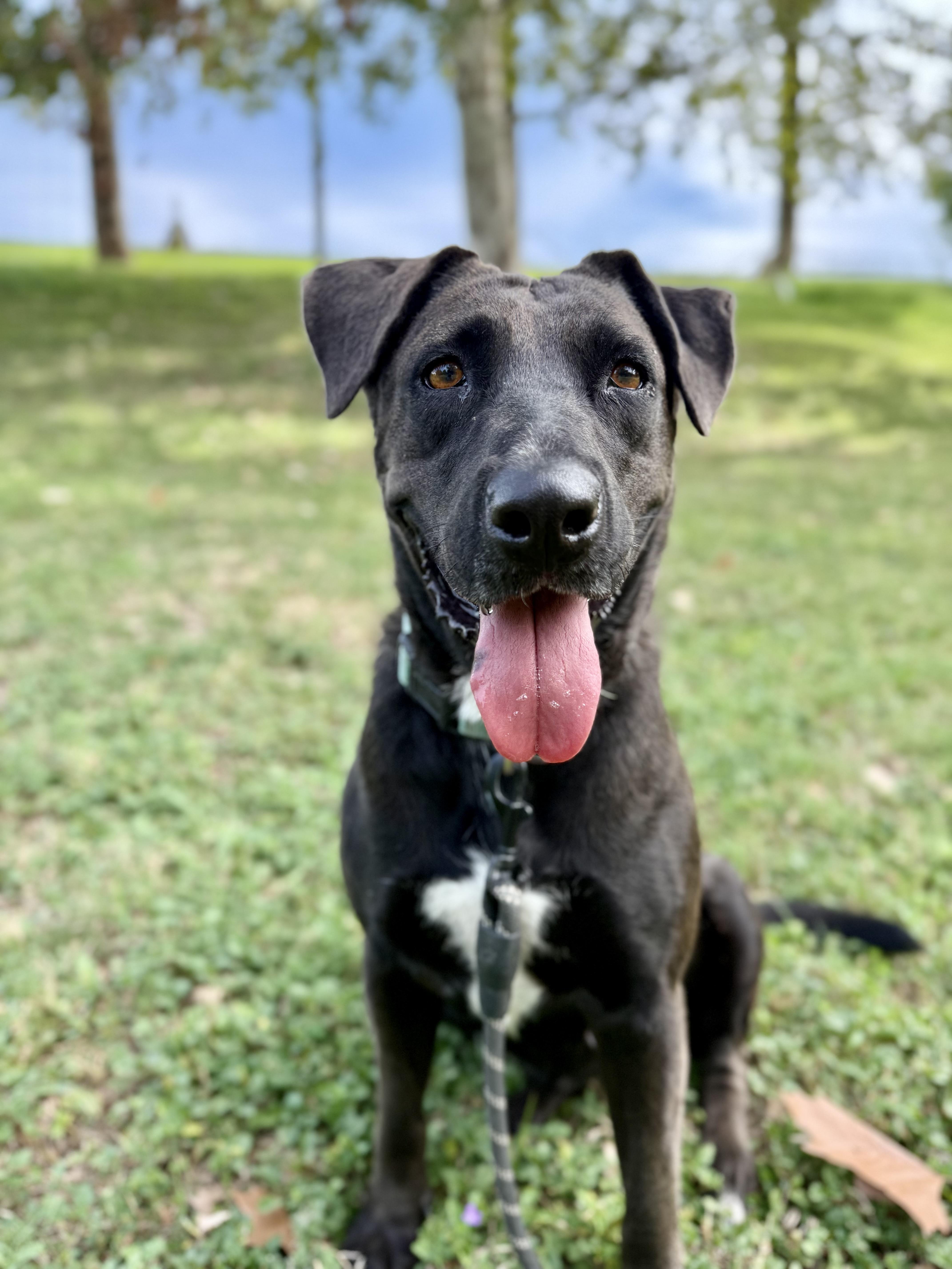 Enlarge Kaylee, a Adoptable mixed breed in Uvalde, TX image 2/5