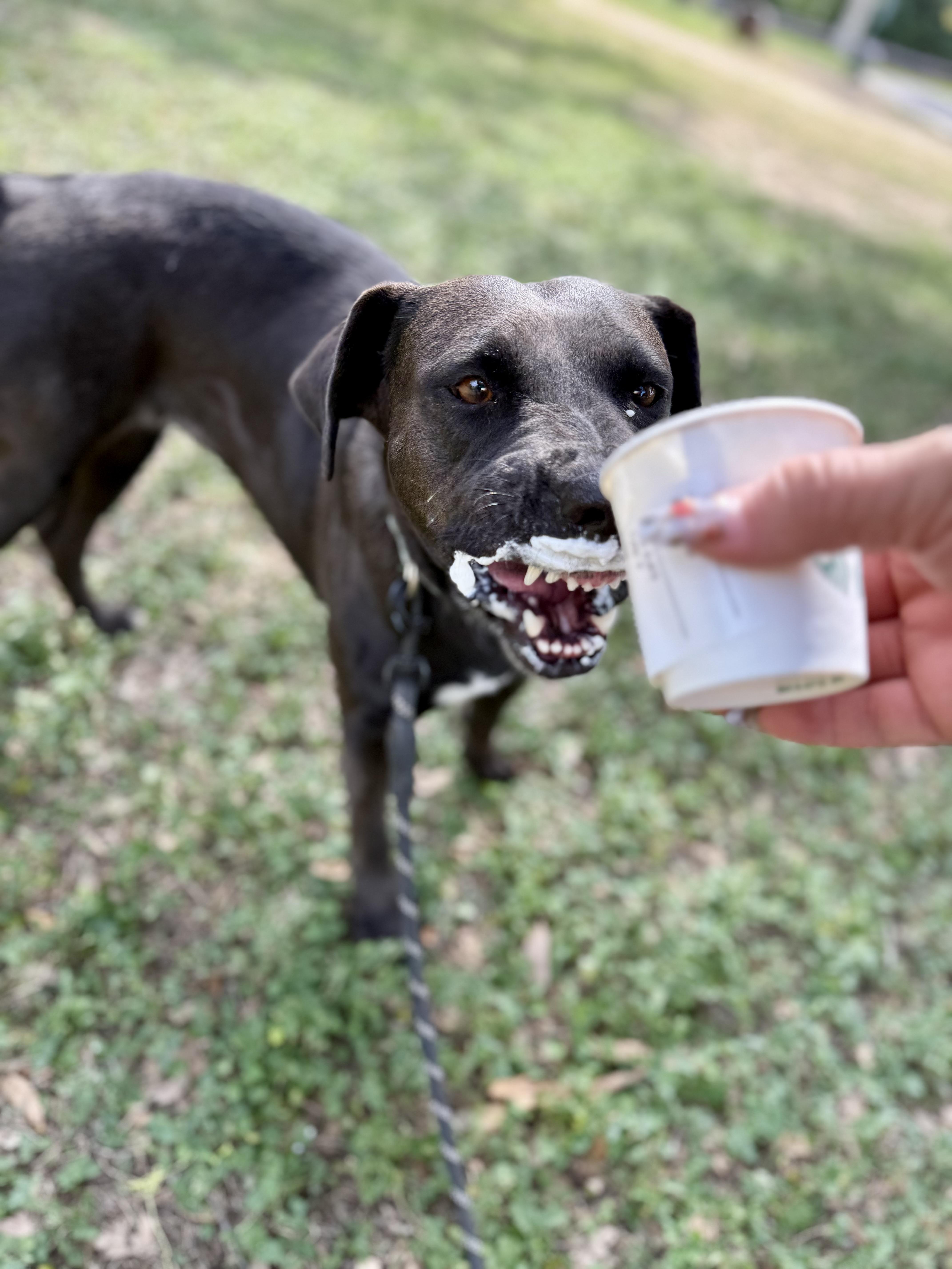 Enlarge Kaylee, a Adoptable mixed breed in Uvalde, TX image 3/5
