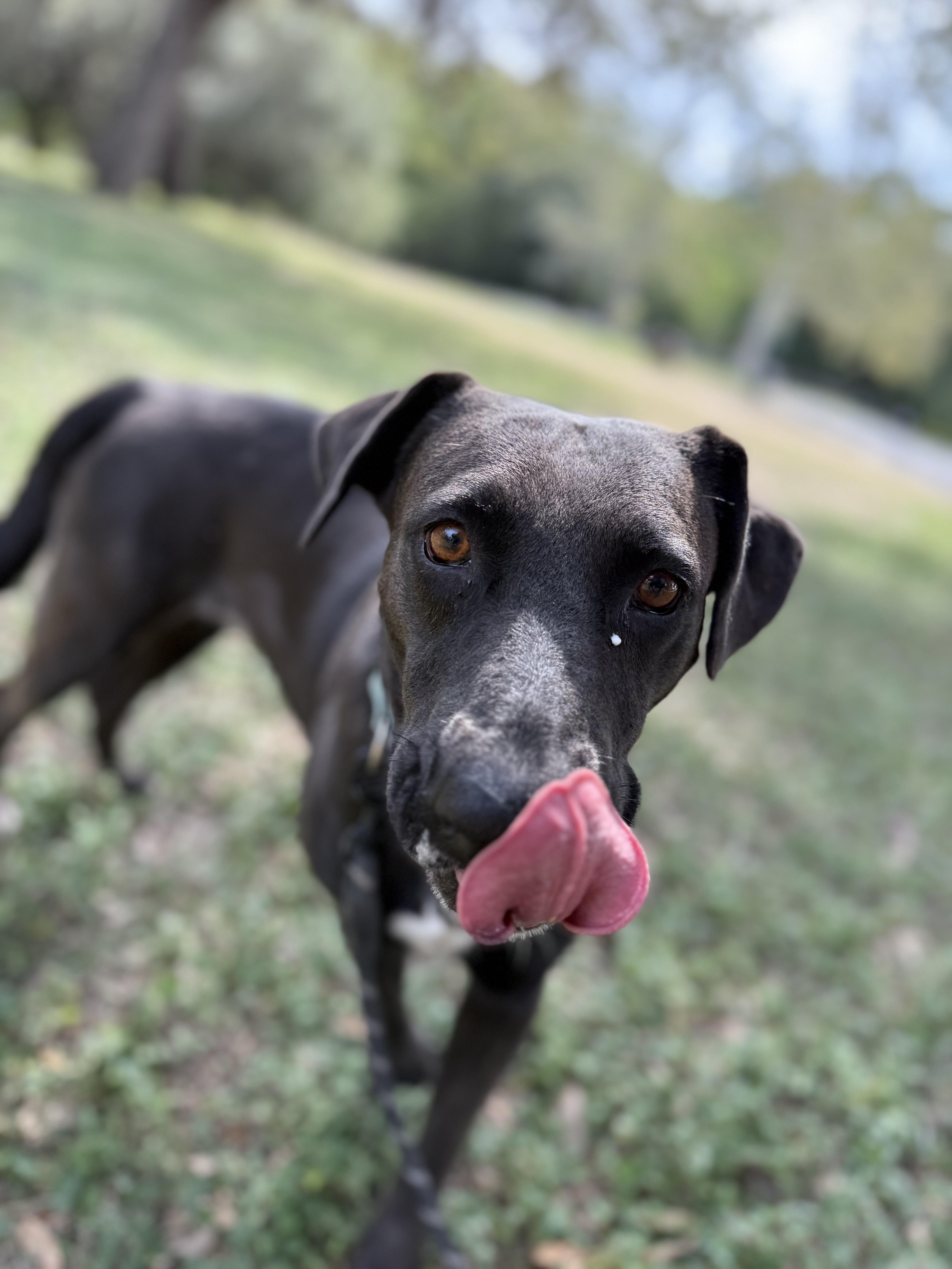 Enlarge Kaylee, a Adoptable mixed breed in Uvalde, TX image 4/5