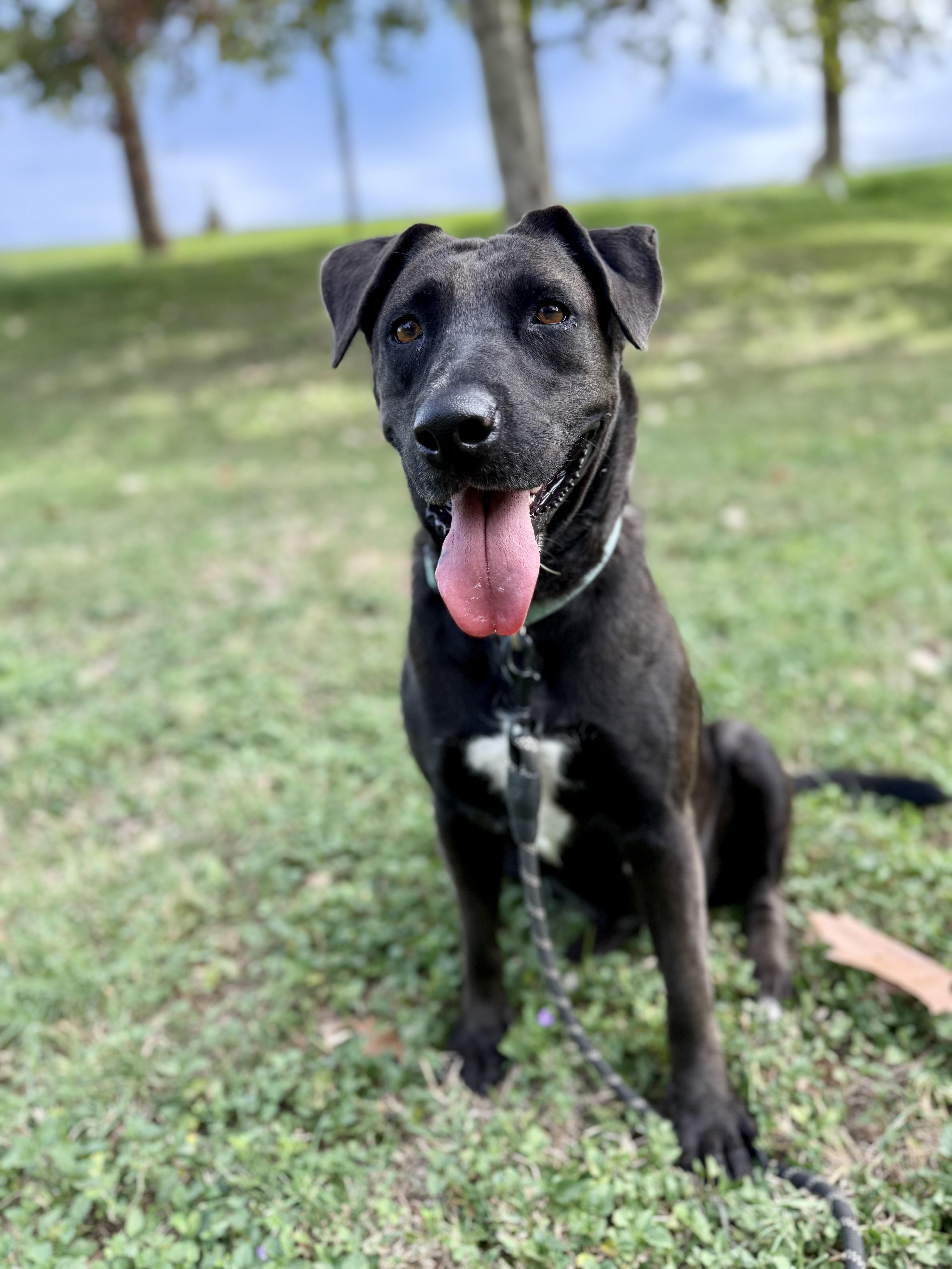 Enlarge Kaylee, a Adoptable mixed breed in Uvalde, TX image 5/5