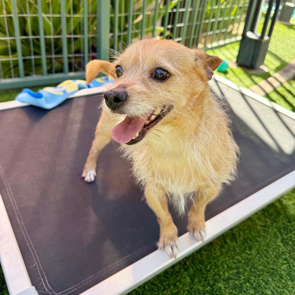 Barkley, Adoptable, Adult Male Terrier.