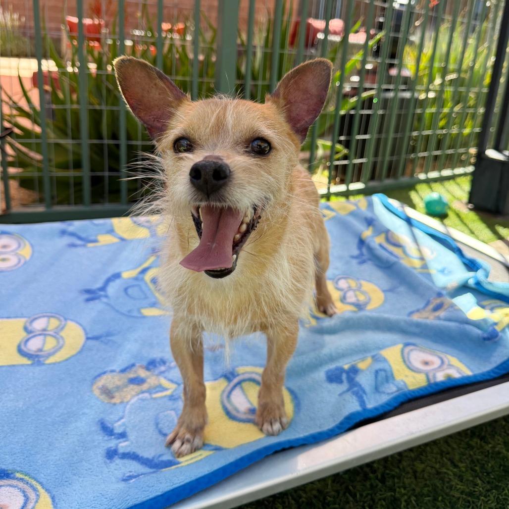 Enlarge Barkley, a Adoptable Terrier in Agoura Hills, CA image 2/4