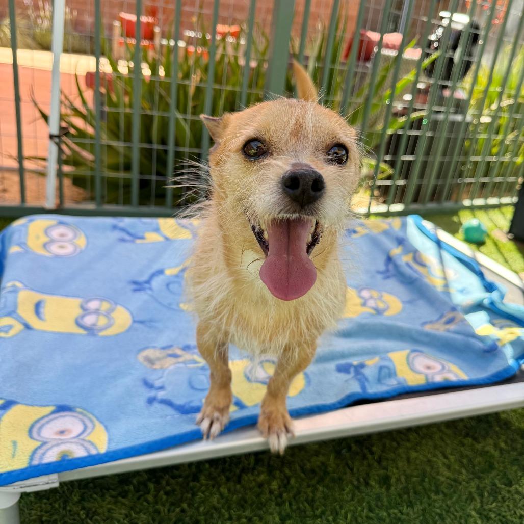 Enlarge Barkley, a Adoptable Terrier in Agoura Hills, CA image 3/4
