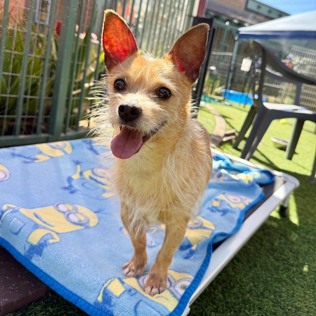 Enlarge Barkley, a Adoptable Terrier in Agoura Hills, CA image 4/4