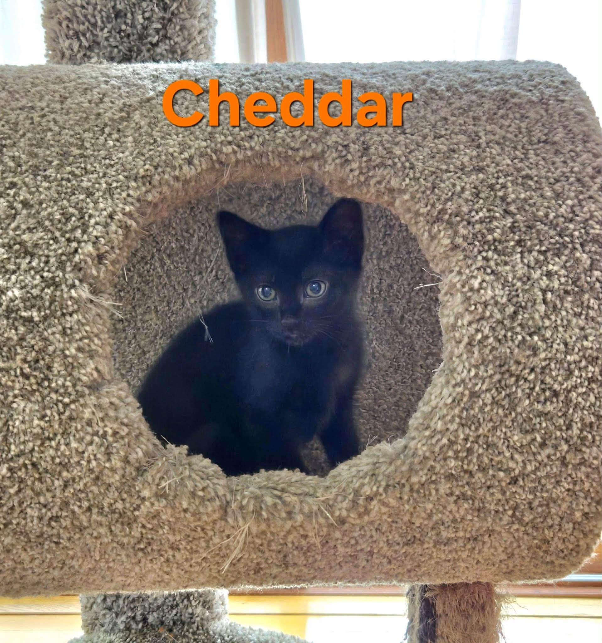 Cheddar - Kitten, a Adoptable Domestic Short Hair in Enfield, CT image 1/6