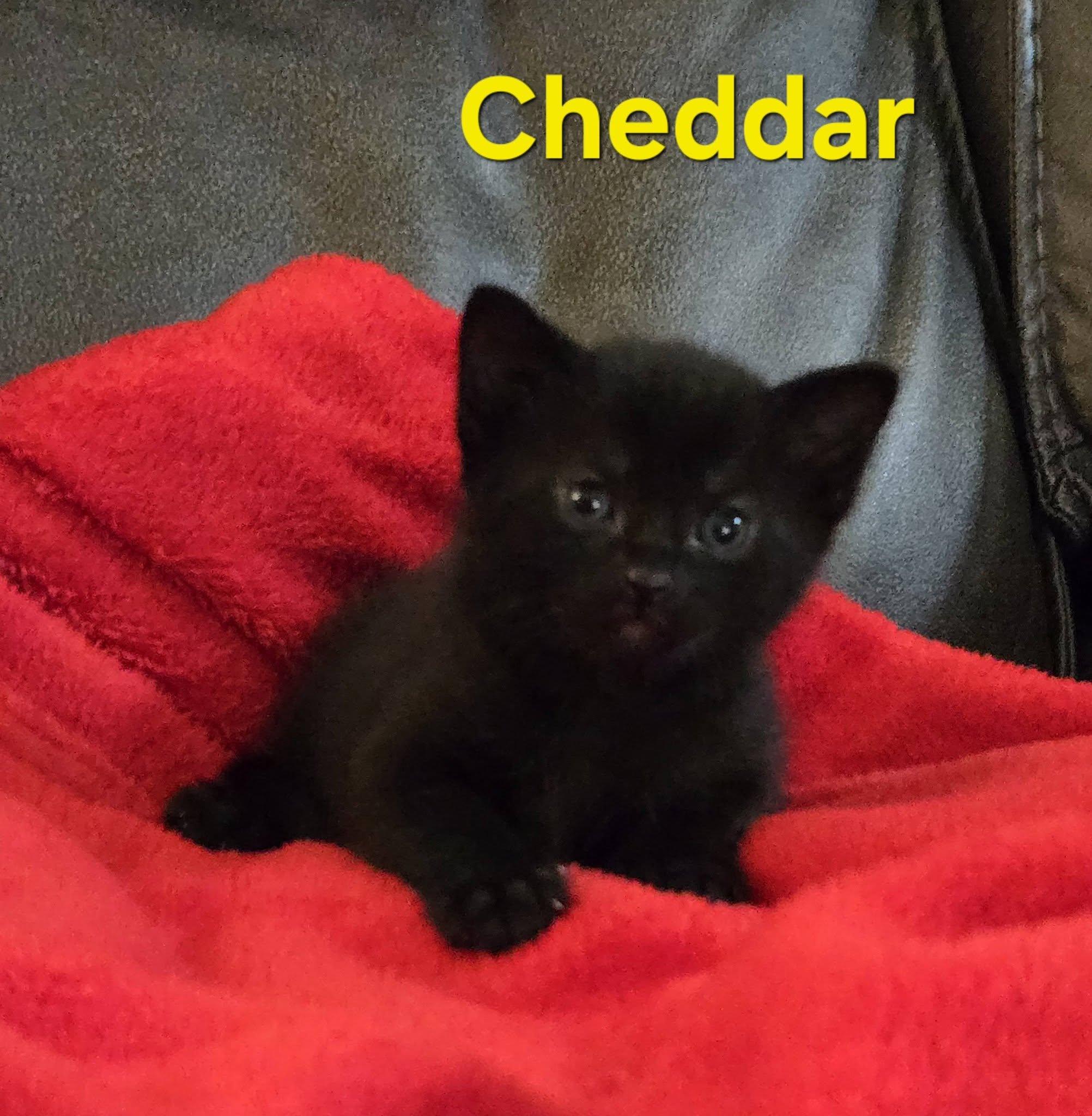 Cheddar - Kitten, a Adoptable Domestic Short Hair in Enfield, CT image 2/6