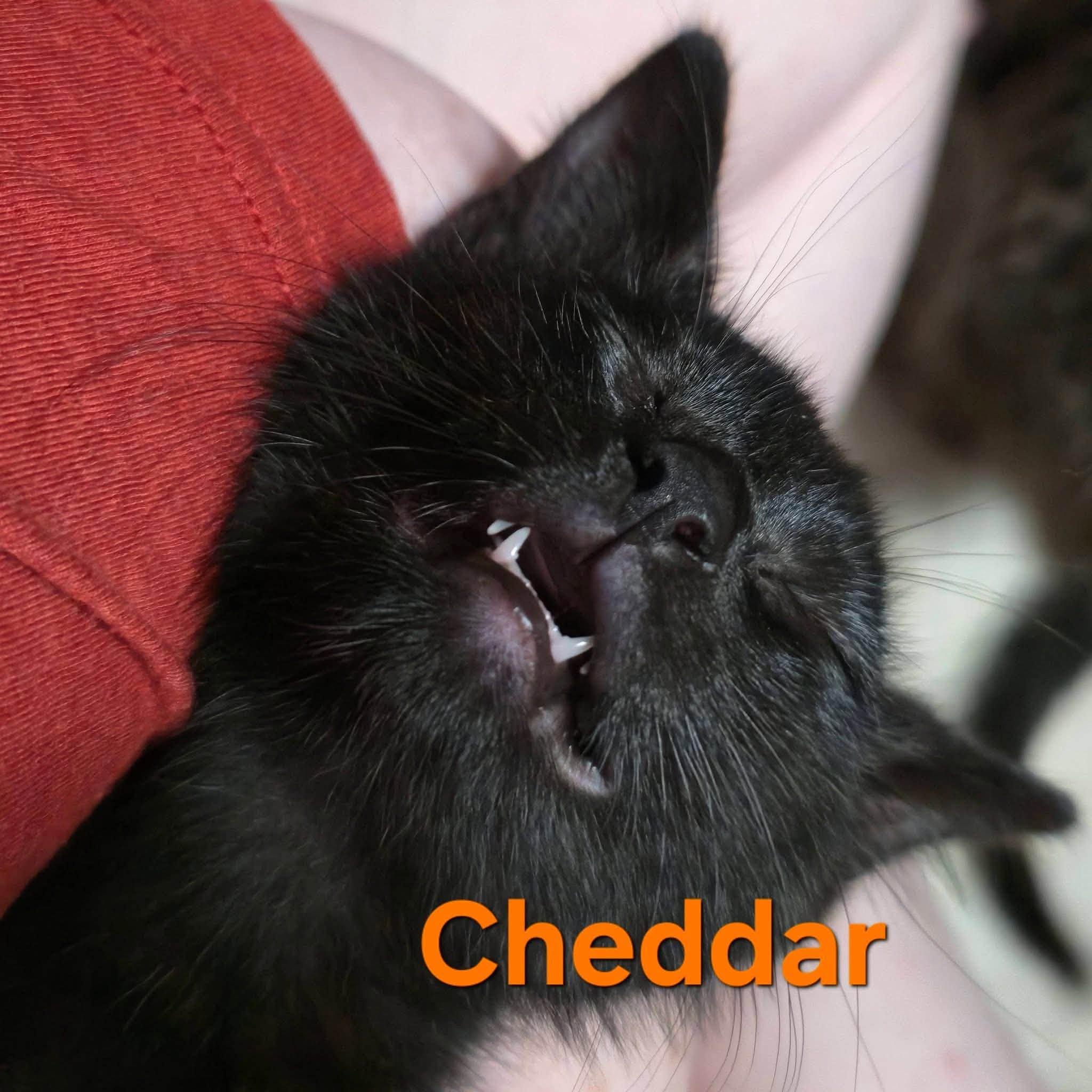 Cheddar - Kitten, a Adoptable Domestic Short Hair in Enfield, CT image 3/6