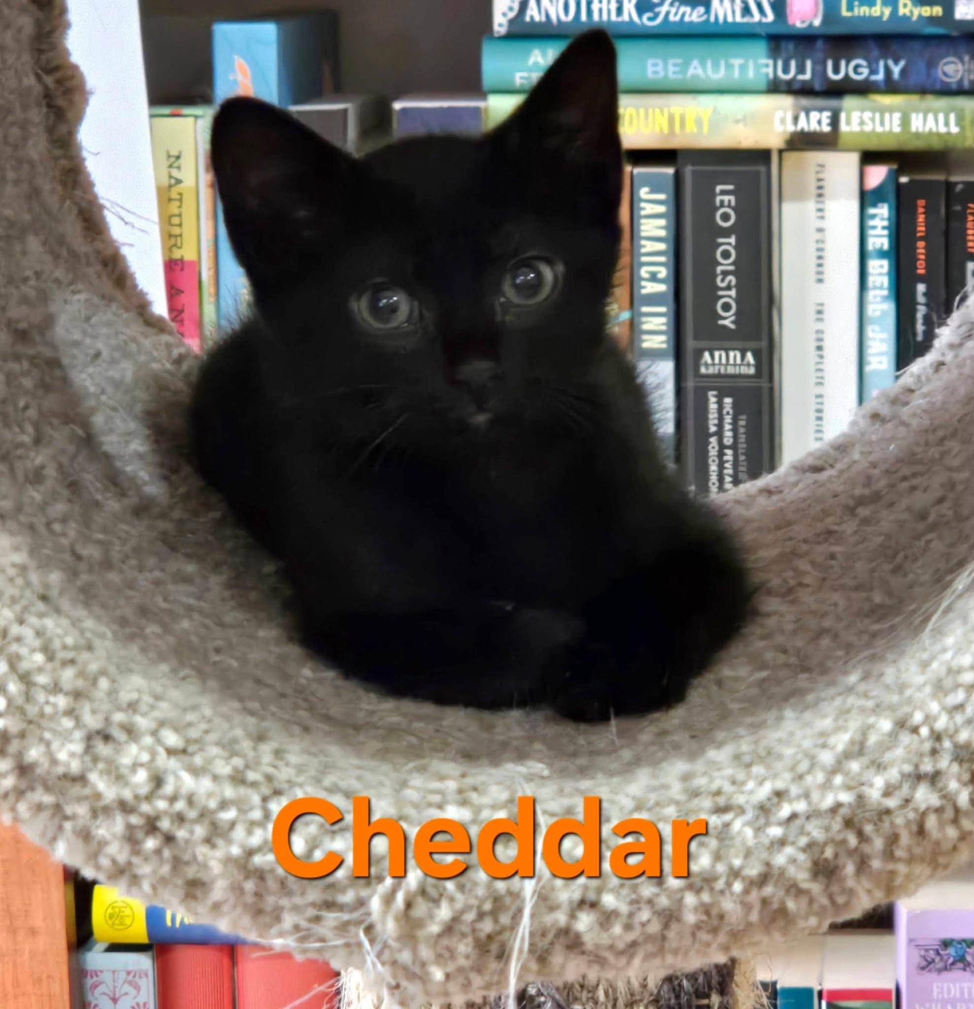 Cheddar - Kitten, a Adoptable Domestic Short Hair in Enfield, CT image 4/6