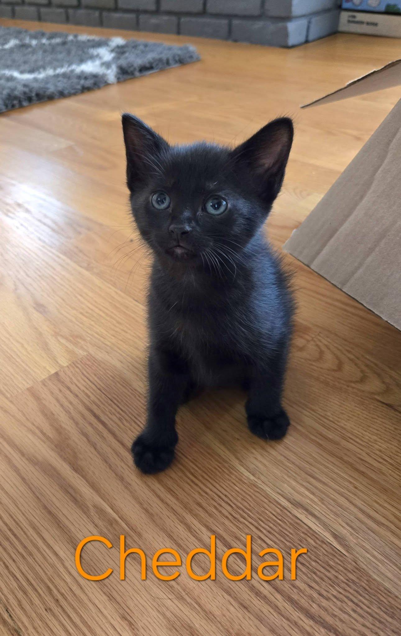 Cheddar - Kitten, a Adoptable Domestic Short Hair in Enfield, CT image 5/6