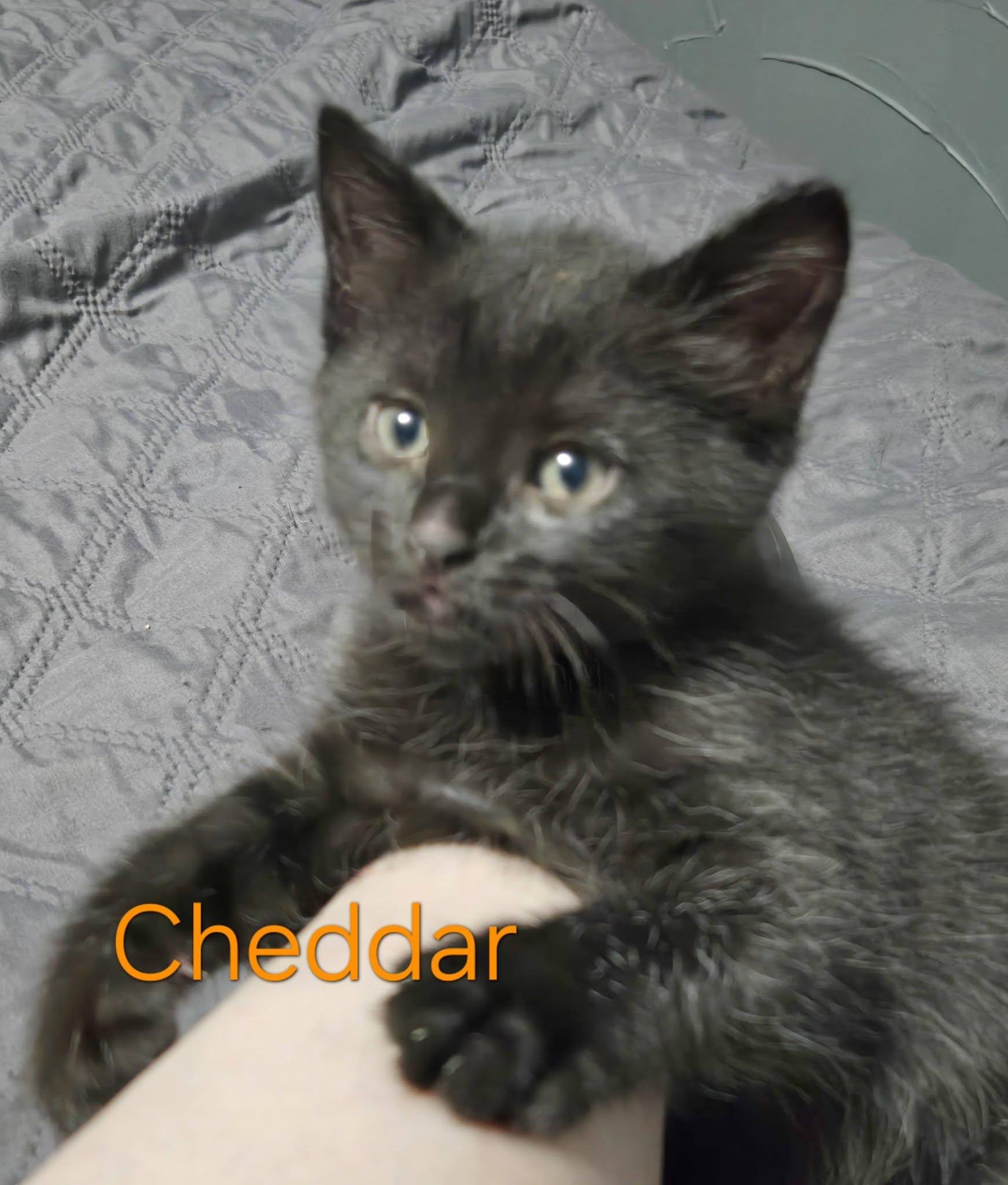 Cheddar - Kitten, a Adoptable Domestic Short Hair in Enfield, CT image 6/6