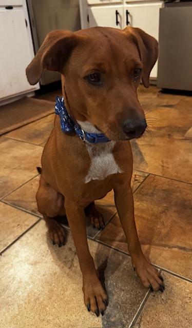 Enlarge CAROLINA RED (aka Happy), a Adoptable mixed breed in Farmington, MO image 4/6