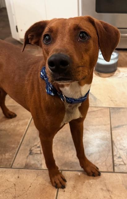 Enlarge CAROLINA RED (aka Happy), a Adoptable mixed breed in Farmington, MO image 3/6