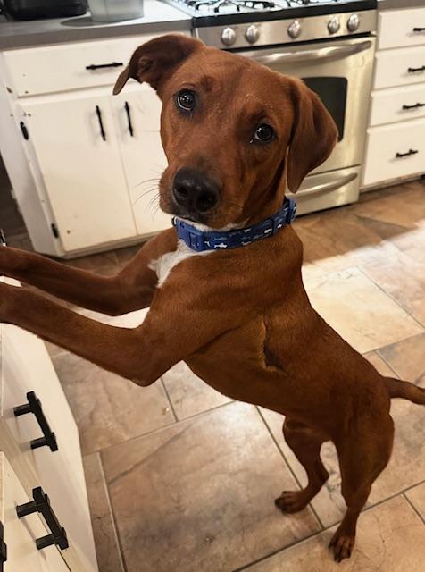 Enlarge CAROLINA RED (aka Happy), a Adoptable mixed breed in Farmington, MO image 5/6
