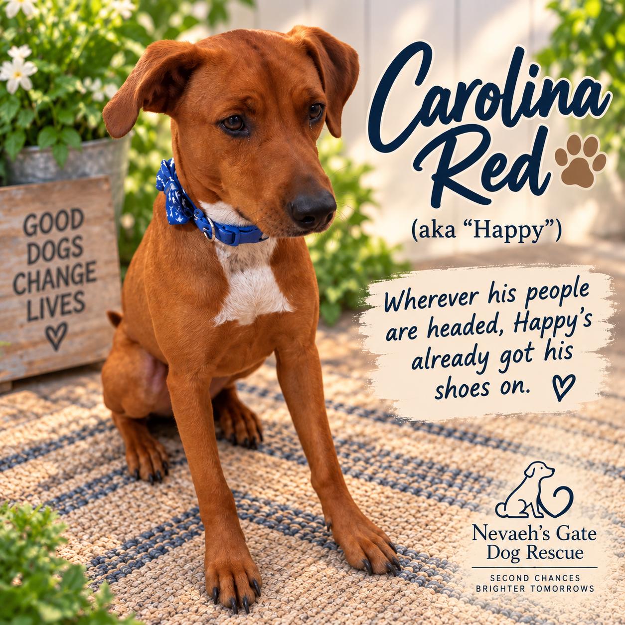 Enlarge CAROLINA RED (aka Happy), a Adoptable mixed breed in Farmington, MO image 1/6