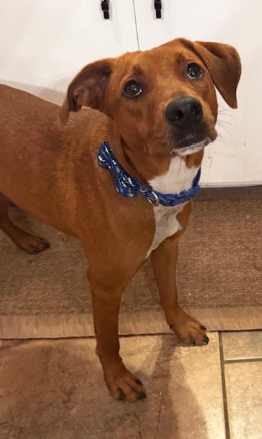 Enlarge CAROLINA RED (aka Happy), a Adoptable mixed breed in Farmington, MO image 2/6