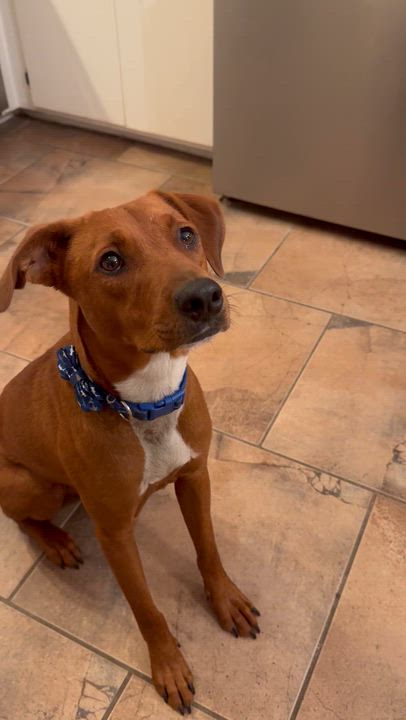 Enlarge CAROLINA RED (aka Happy), a Adoptable mixed breed in Farmington, MO video 6/6