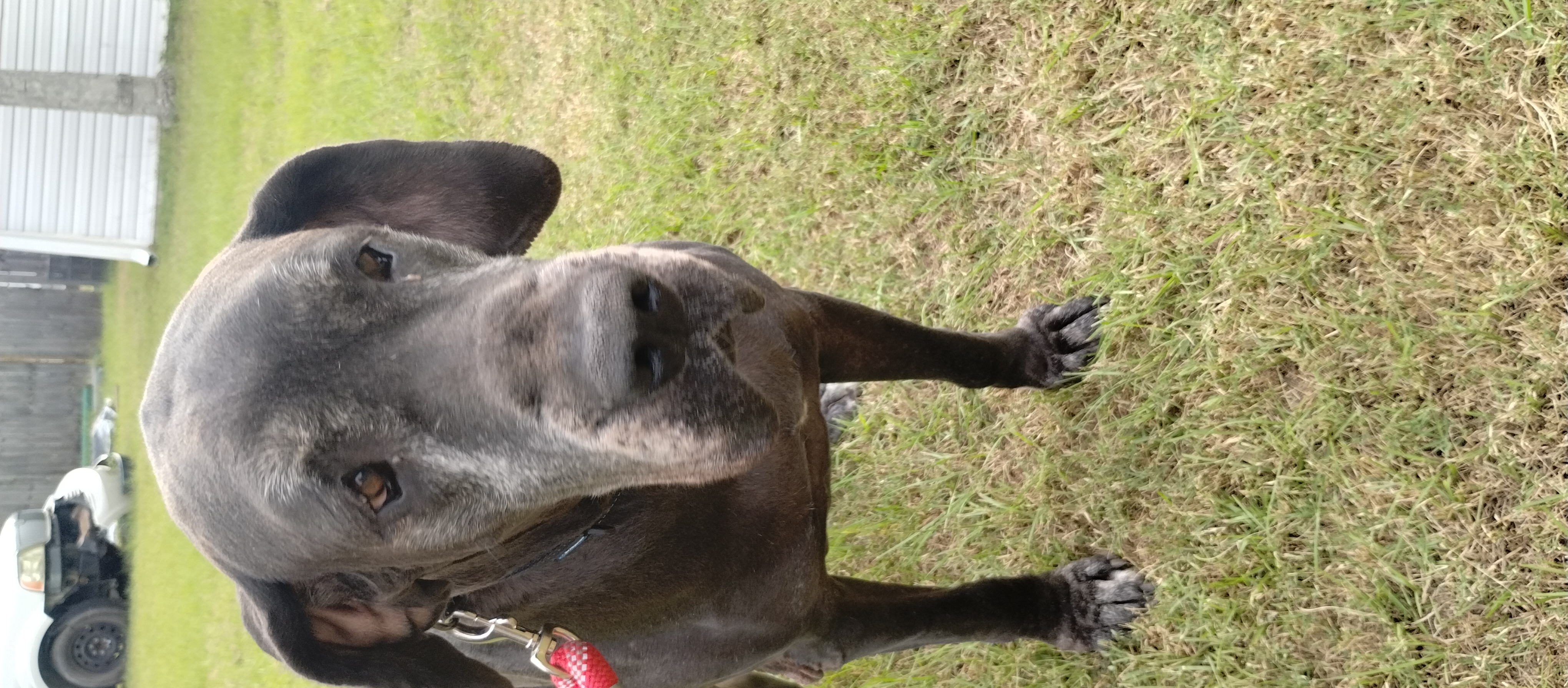 Charlie, a Adoptable Great Dane in Bonneau, SC image 1/3