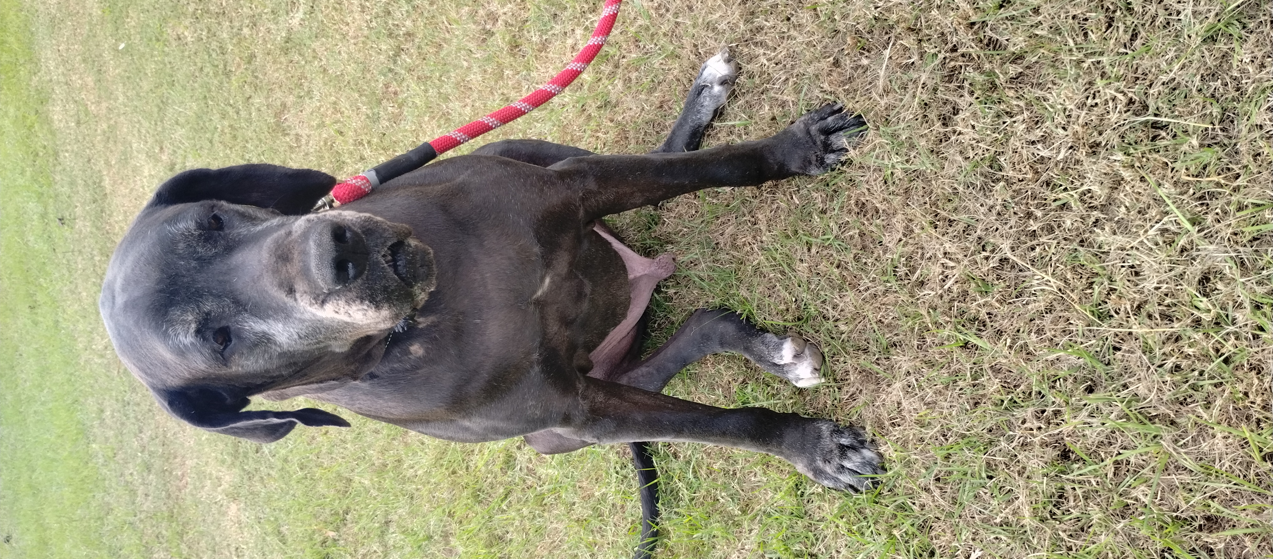 Charlie, a Adoptable Great Dane in Bonneau, SC image 2/3