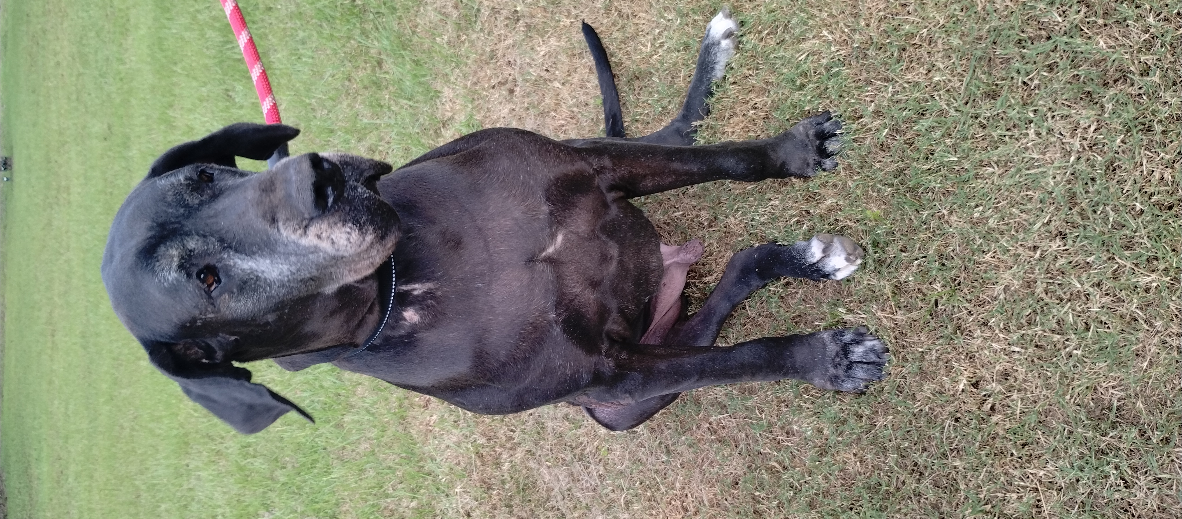 Charlie, a Adoptable Great Dane in Bonneau, SC image 3/3