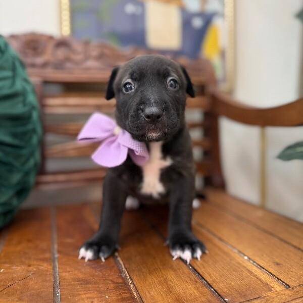 Sydney Bridge — thumbnail 5