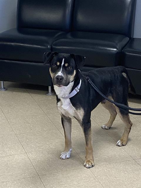 Enlarge CROUTON, a Adoptable mixed breed in Killeen, TX image 1/1